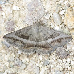 Lesmone griseipennis