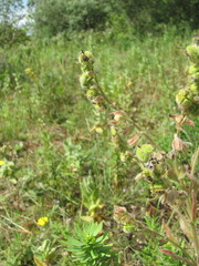 Cynoglossum clandestinum, photograph zebedeugalinha, CC BY, iNaturalist via GBIF