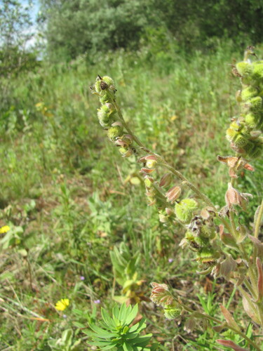 Cynoglossum clandestinum, photograph 3