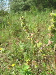 Cynoglossum clandestinum, photograph zebedeugalinha, CC BY, iNaturalist via GBIF