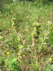 Cynoglossum clandestinum, photograph zebedeugalinha, CC BY, iNaturalist via GBIF