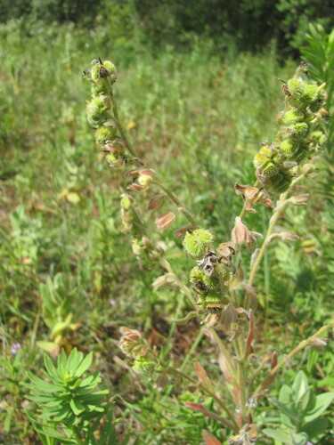 Cynoglossum clandestinum, photograph 5