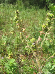 Cynoglossum clandestinum, photograph zebedeugalinha, CC BY, iNaturalist via GBIF
