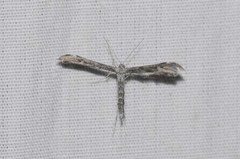 Hellinsia inquinatus