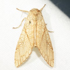 Lophocampa mixta