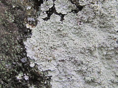 Lepraria normandinoides