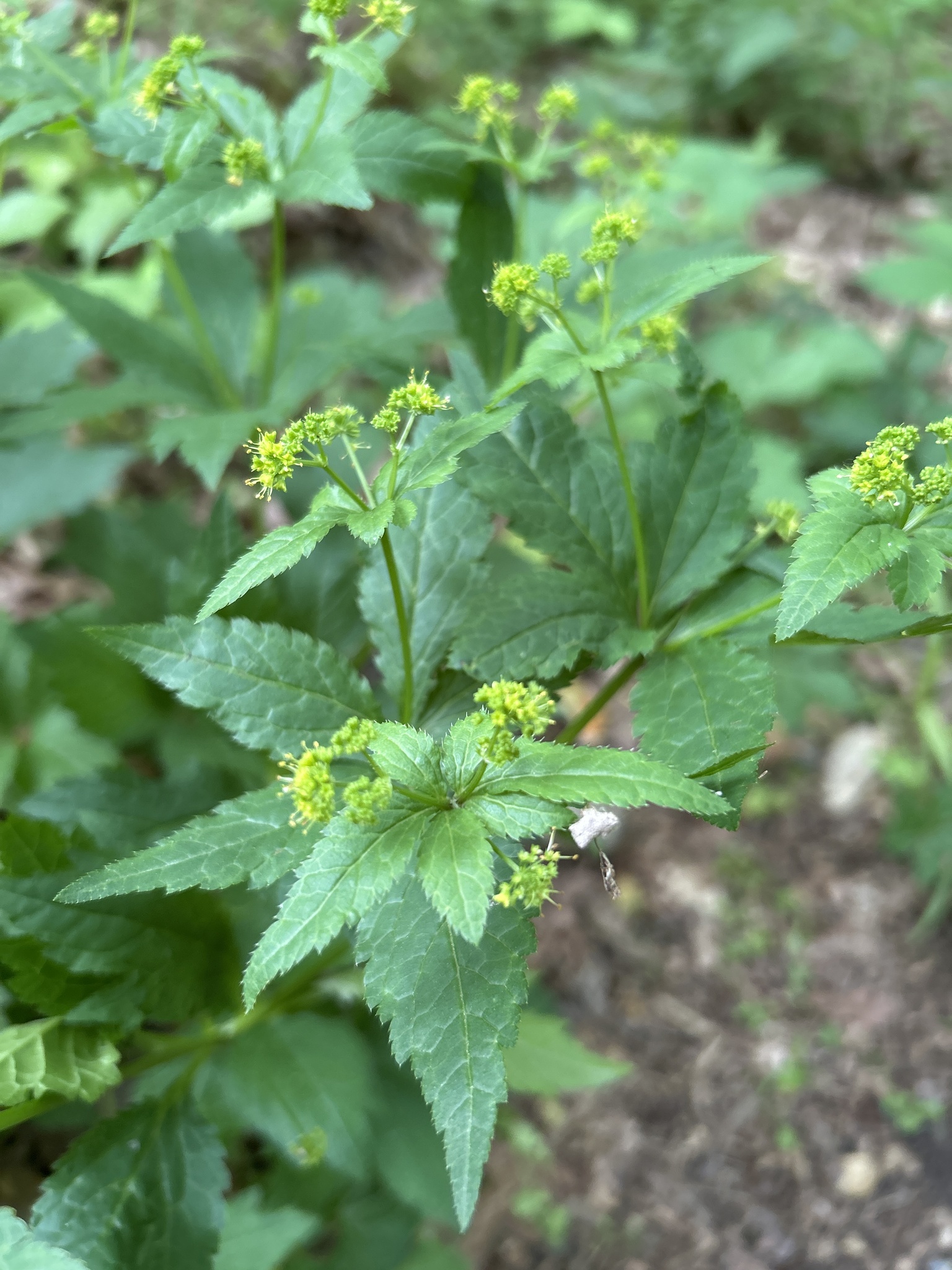 Sanicula odorata