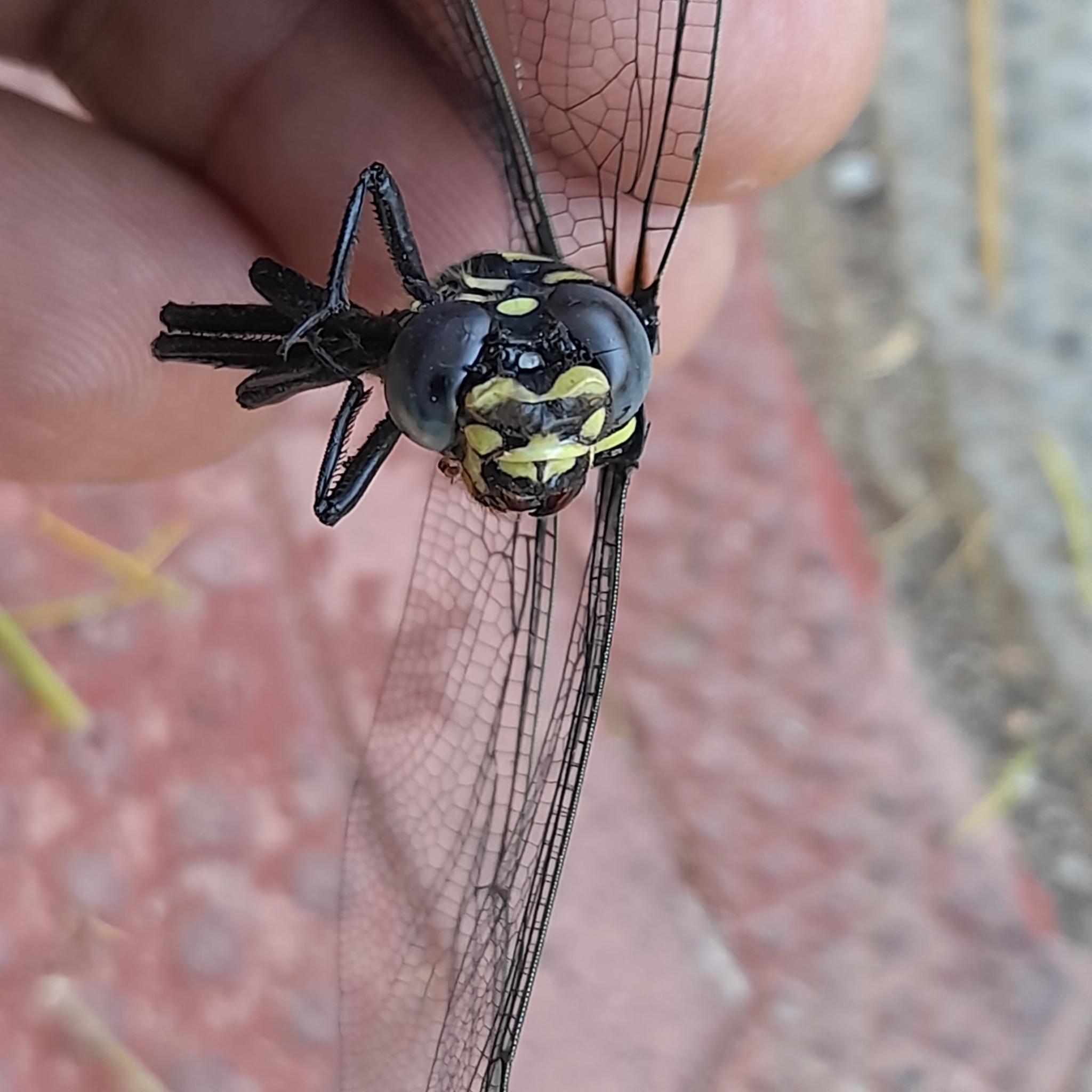 Indian Common Clubtail