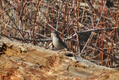 Salpinctes obsoletus obsoletus