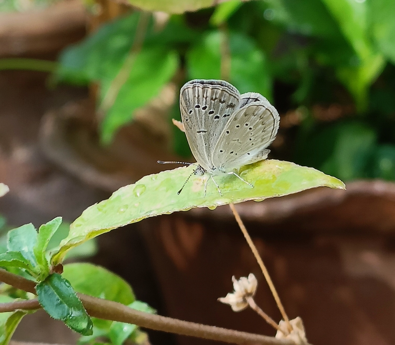 Pale Grass Blue