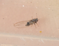 Bactericera cockerelli