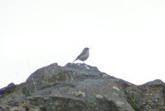 Salpinctes obsoletus obsoletus