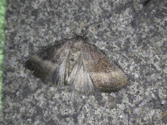 Ogdoconta