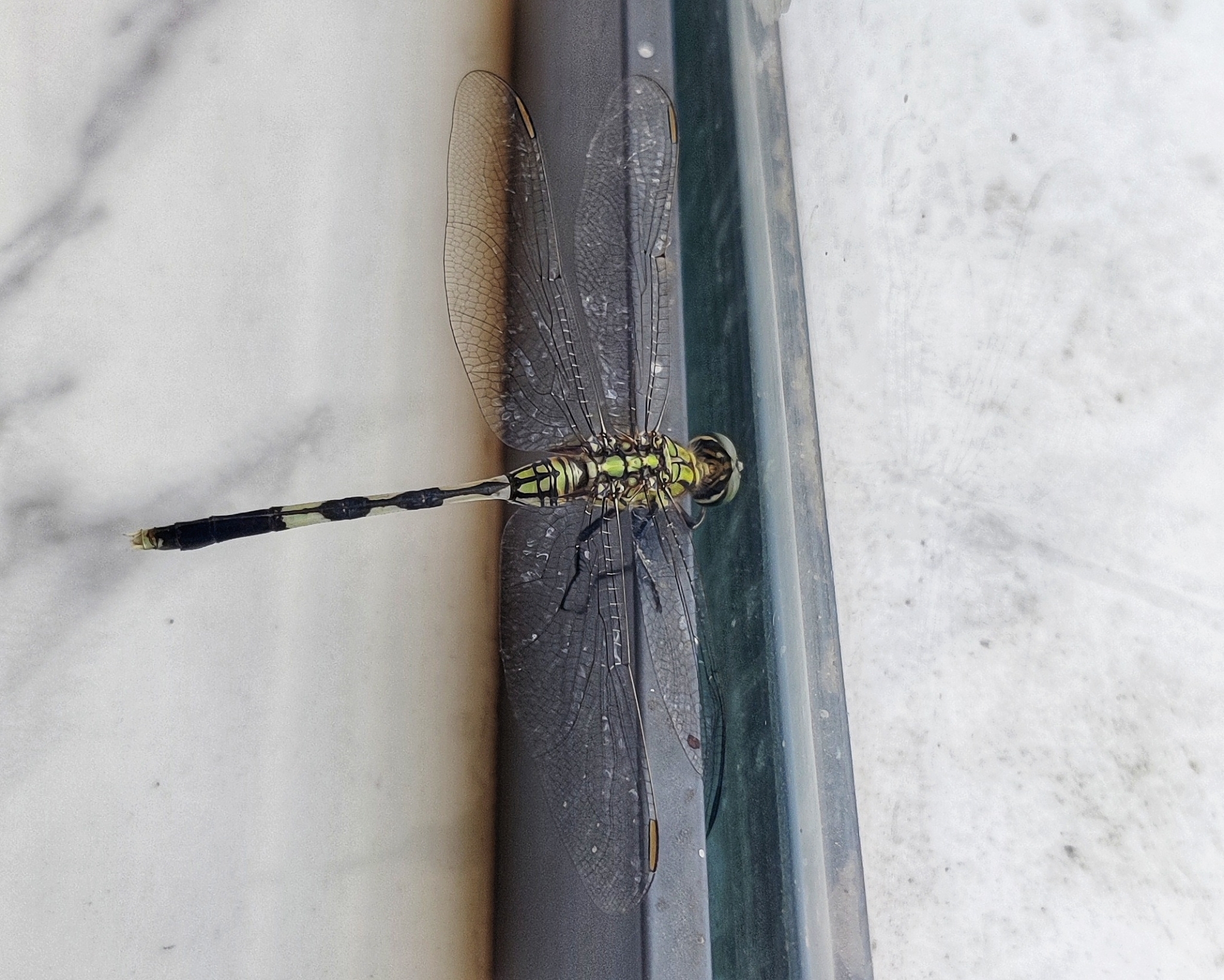 Slender Skimmer