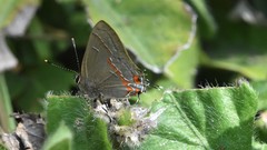 Electrostrymon hugon