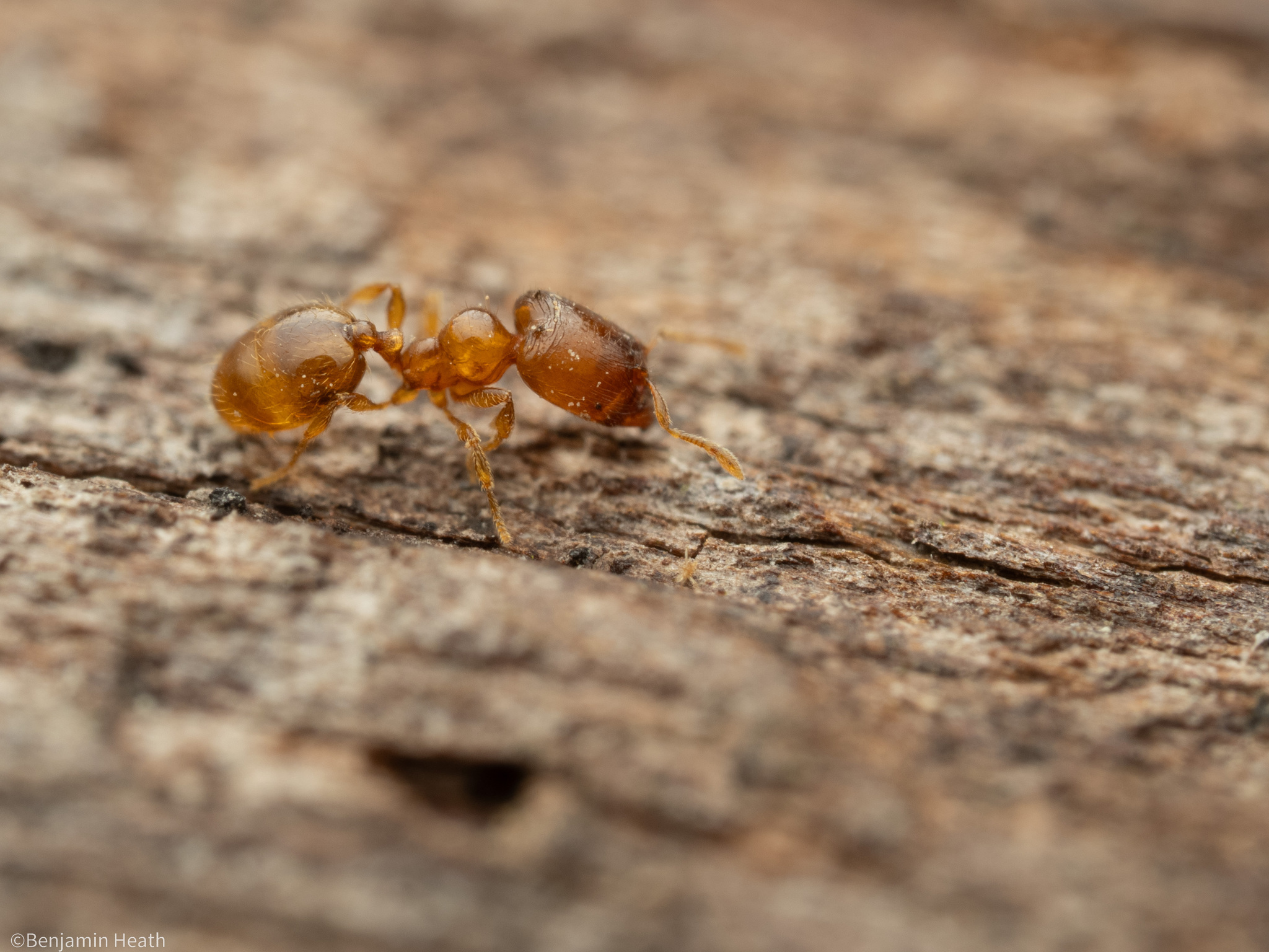 Carebara rectidorsa