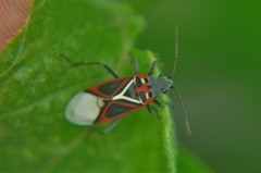 Anochrostomus formosus