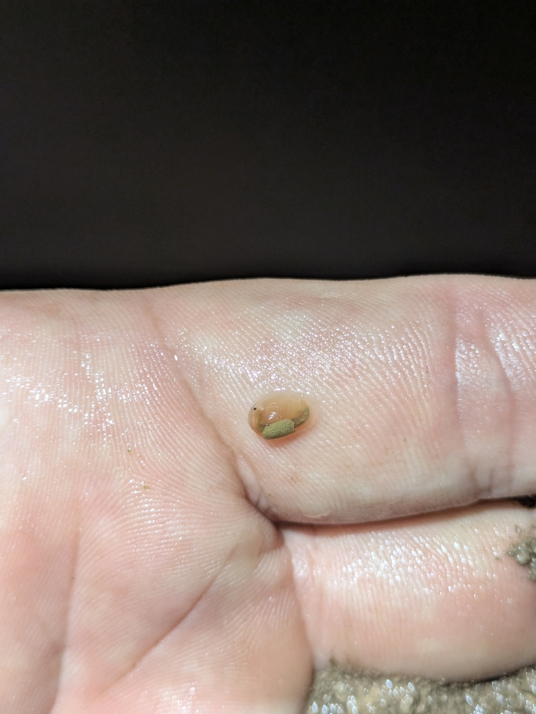 variable clam shrimp