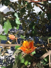 Chiranthodendreae
