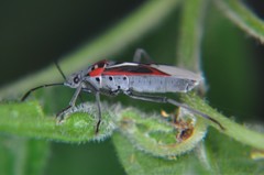 Anochrostomus formosus