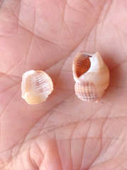 Nassarius perpinguis
