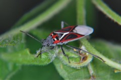 Anochrostomus formosus