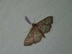 Herpetogramma thestealis