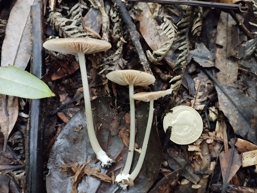 Entoloma persimile