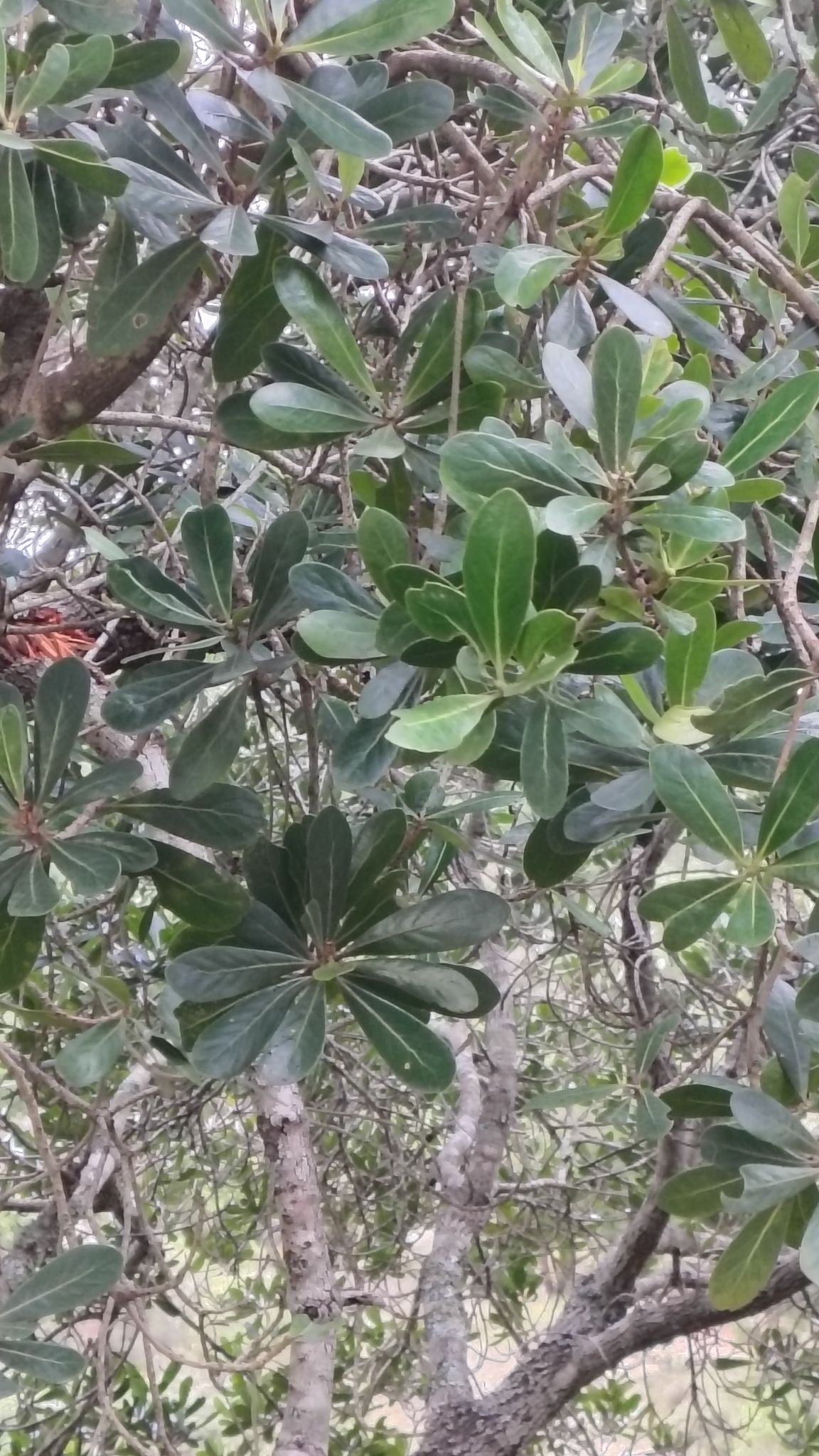 Imagem de Tapiá-guaçu