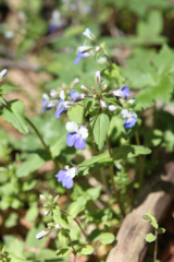 Collinsia verna