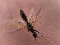 Camponotus modoc