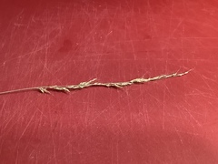 Muhlenbergia montana