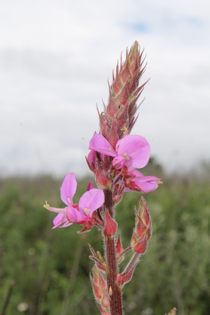 Desmodium subsessile