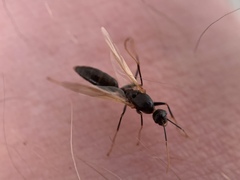 Camponotus modoc