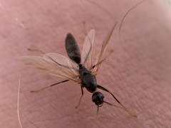 Camponotus modoc