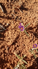 Solanum esuriale