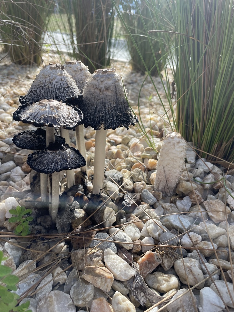 Coprinus comatus · May 2025 · photo: © rosawoodsii (iNaturalist, cc-by)