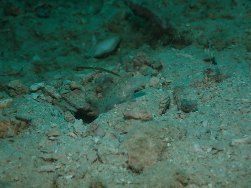 Ctenogobiops tangaroai observed 2025-05-06
