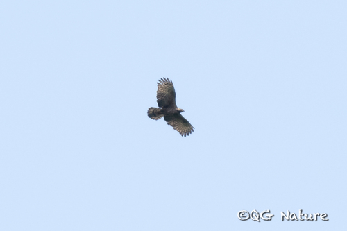 Oriental Honey-buzzard