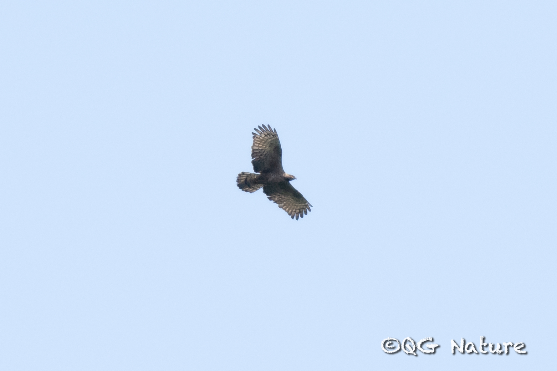 Crested Honey Buzzard
