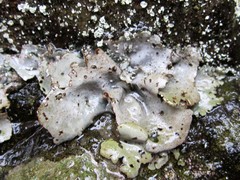 Dermatocarpon miniatum