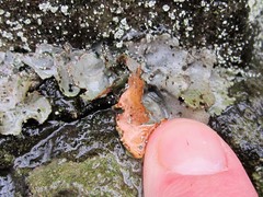 Dermatocarpon miniatum