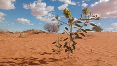Crotalaria cunninghamii