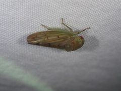 Polana quadrinotata