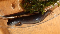 Plethodon metcalfi