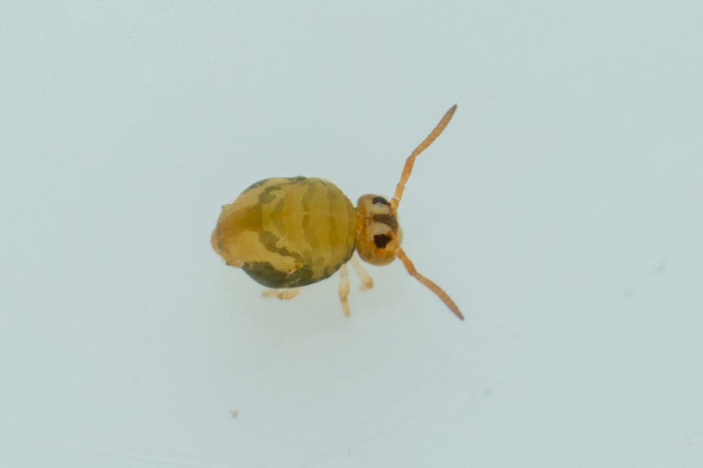 Sminthurinus reticulatus