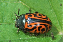 Calligrapha mexicana