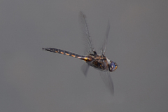 Common Baskettail