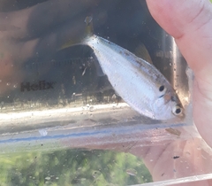 Dorosoma cepedianum
