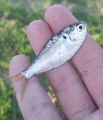 Dorosoma cepedianum